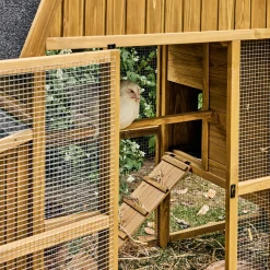 Pollaio 6 galline legno di abete